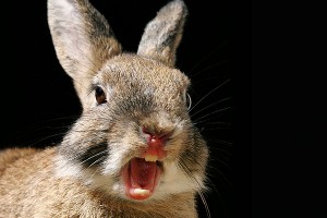 Охотник принял друга за зайца и убил его Охотник принял друга за зайца и убил его