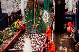 Под Самарой поймали устрашающего вида рыбу Под Самарой поймали устрашающего вида рыбу
