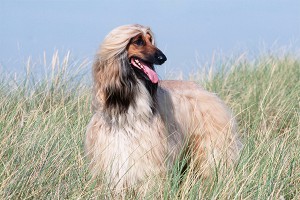 Пес помог задержать хозяина-наркомана Пес помог задержать хозяина-наркомана