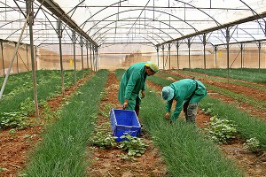 Фермеры Франции в отчаянии из-за санкций Фермеры Франции в отчаянии из-за санкций