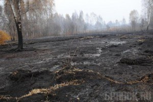 Гринпис жалуется на брянское МЧС в военную прокуратуру