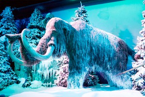 Туристов в Арктику привлекут парком мамонтов Туристов в Арктику привлекут парком мамонтов