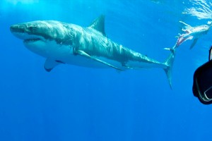 Дайвер сделал селфи с белой акулой Дайвер сделал селфи с белой акулой