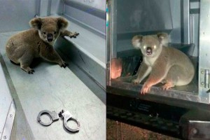 Коалу задержали за нарушение ПДД Коалу задержали за нарушение ПДД