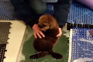 Крошка-бобр растрогал жестких американцев Крошка-бобр растрогал жестких американцев