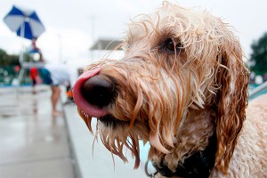 Почему депутаты не думают о животных Почему депутаты не думают о животных