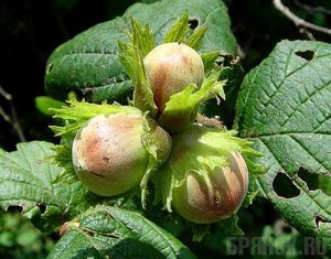 Чиновники клянчат у брянцев деньги на посадку лещины в Крыму