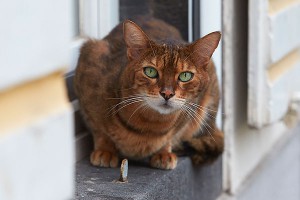 Кошка пыталась пронести телефоны в тюрьму Кошка пыталась пронести телефоны в тюрьму