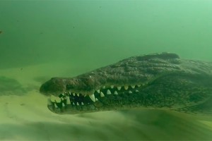 Проворный крокодил отнял камеру у оператора Проворный крокодил отнял камеру у оператора