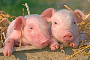 Россия запретила свинину из Канады Россия запретила свинину из Канады