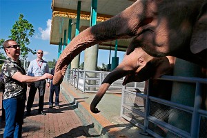 Медведев подружился со слоником Медведев подружился со слоником