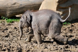 Маленький слоненок спасся от 14 львиц Маленький слоненок спасся от 14 львиц