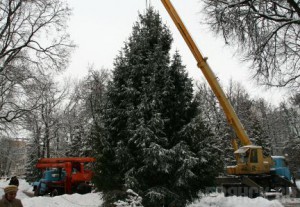 Чиновники никак не могут определиться с новогодней елкой