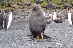 Морские котики насилуют пингвинов (видео) Морские котики насилуют пингвинов (видео)