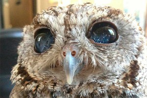 Ученые спасли сову с космическими глазами Ученые спасли сову с космическими глазами