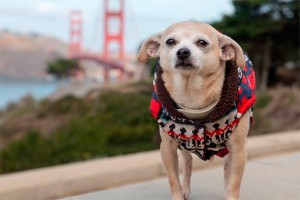 Собака на сутки стала мэром Сан-Франциско Собака на сутки стала мэром Сан-Франциско