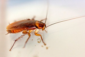 Таракан устроил ДТП в Новой Зеландии Таракан устроил ДТП в Новой Зеландии