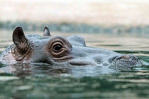 Бегемотиха убила школьников Бегемотиха убила школьников