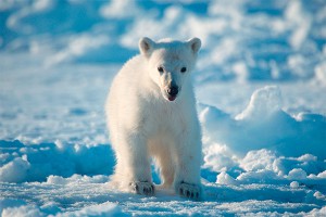 Белый мишка парализовал работу нефтяников Белый мишка парализовал работу нефтяников