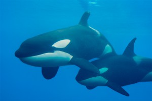 Скандал с косатками оказался пиар-акцией Скандал с косатками оказался пиар-акцией