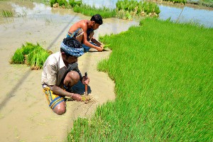 Индийцы винят ГМО в эпидемии самоубийств Индийцы винят ГМО в эпидемии самоубийств