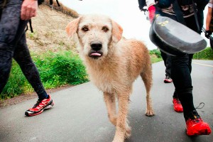 Пес Артур пробрался через джунгли ради дружбы Пес Артур пробрался через джунгли ради дружбы