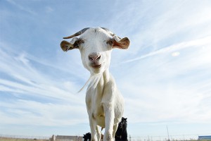 Китайские козы страдают от "тигра Путина" Китайские козы страдают от "тигра Путина"