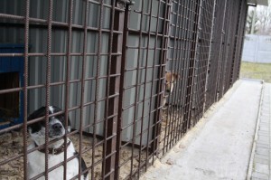 Около 900 животных прошли через центр стерилизации в Брянске