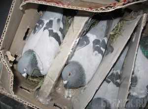 В Брянске задержаны породистые голуби-нелегалы