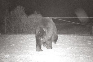 В Чернобыль вернулись бурые медведи В Чернобыль вернулись бурые медведи