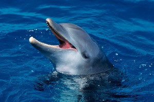 ������ �������� ���� ���� � �����������