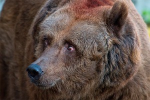 ���������� ������� �� ������� �������