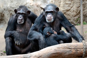 C�� ��������� �������� �������� ���������