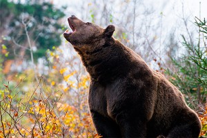 ������ ����������� ������� ������� ���