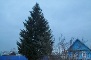 В Брянске выбрана главная новогодняя елка