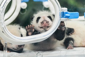 Встреча мамы-панды с детенышами (видео) Встреча мамы-панды с детенышами (видео)