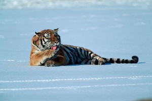 "Тигр Путина" покинул Китай ради России "Тигр Путина" покинул Китай ради России