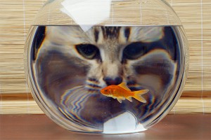 Кот в витрине съел кальмары на 63 тысячи Кот в витрине съел кальмары на 63 тысячи