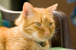 Хозяева бросили прожорливого кота-гурмана Хозяева бросили прожорливого кота-гурмана