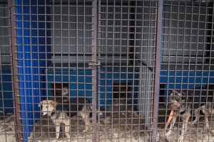 С начала года в Брянске было отловлено 1,8 тысячи собак