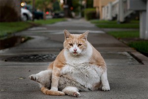 За прожорливого кота заплатит аэропорт За прожорливого кота заплатит аэропорт