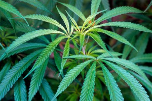 Индейцам в США разрешили выращивать коноплю Индейцам в США разрешили выращивать коноплю