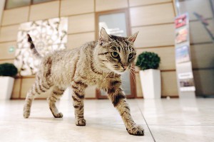 Кошку-обжору отправили в салон красоты Кошку-обжору отправили в салон красоты