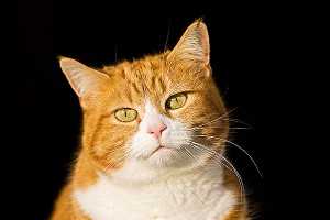 Откуда взялась прожорливая кошка Матроска Откуда взялась прожорливая кошка Матроска