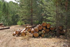 Один из руководителей Управления лесами попал под статью