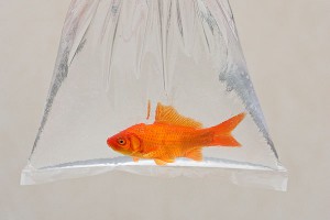 Контрабандист прятал тысячу рыб в сумках Контрабандист прятал тысячу рыб в сумках