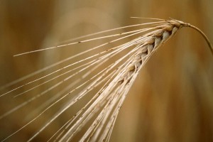 Экспортеры отказались от зерна из России Экспортеры отказались от зерна из России