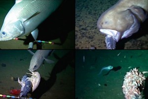 Ученые нашли рыбу на рекордной глубине Ученые нашли рыбу на рекордной глубине