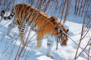 "Тигрица Путина" выгнала волков с Приамурья "Тигрица Путина" выгнала волков с Приамурья