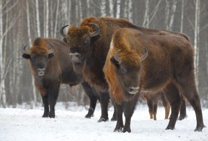 В «Брянском лесу» начался сезон экскурсий к зубрам